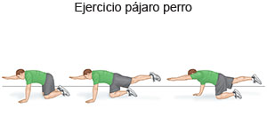 Ejercicio pájaro perro