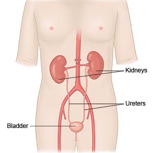 Kidney, Ureters, Bladder