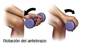 Rotación del antebrazo