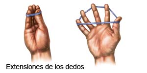 Extensiones del dedo  