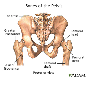 Bones of the Pelvis