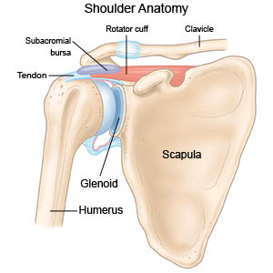 Shoulder Anatomy