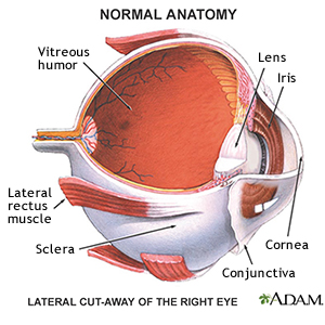 Lateral cut-away of the Right Eye 