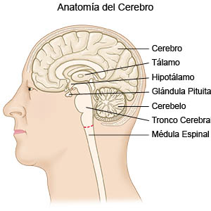 Anatomía del cerebro