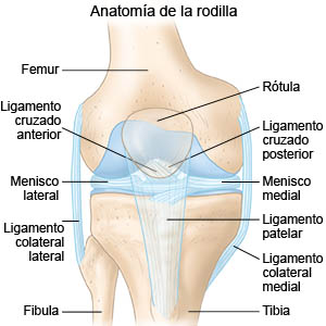 Anatomía de la rodilla 