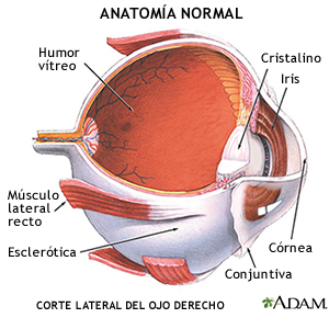 Corte lateral del ojo derecho 
