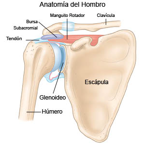 Anatomía del hombro