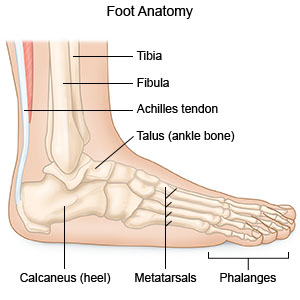 Foot Anatomy 