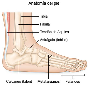 Anatomía del pie 