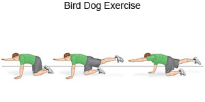 Bird Dog Exercise