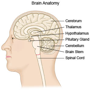 Brain Anatomy