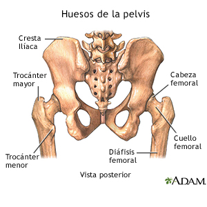 Huesos de la Pelvis